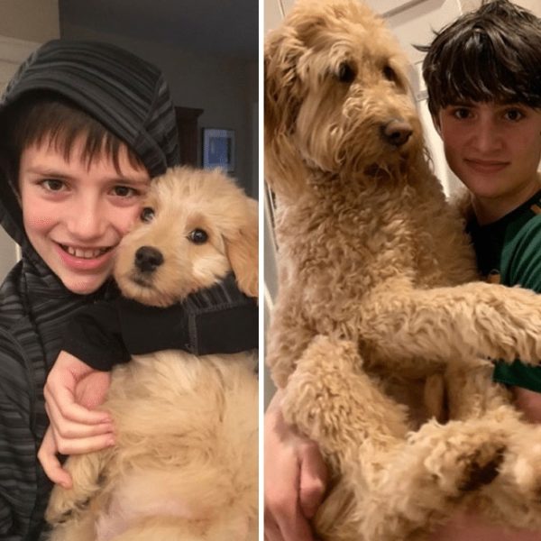 cães antes e depois 13