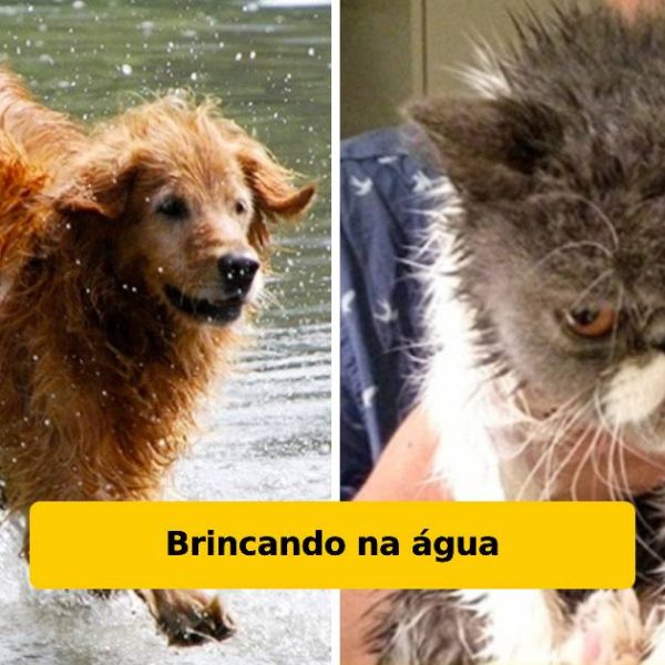 cães e gatos capa