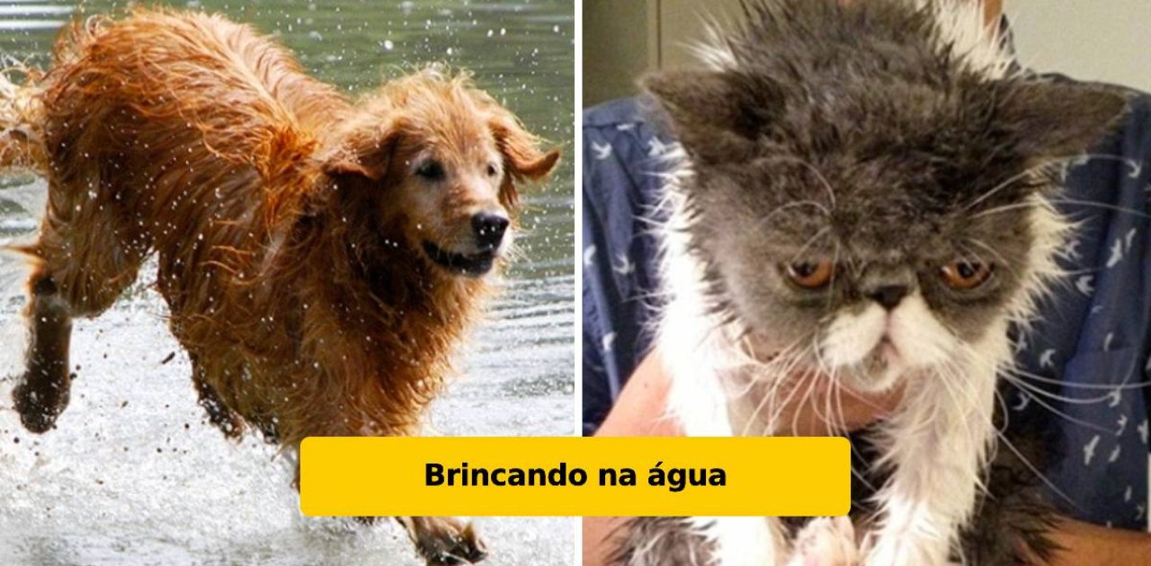 cães e gatos capa