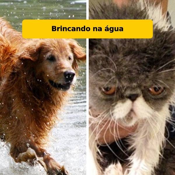 cães e gatos mobile
