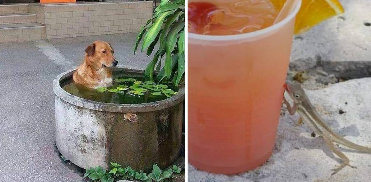 calor escaldante capa