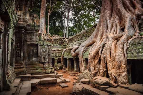 Raizes também abraçaram alguns locais em Angkor, Camboja