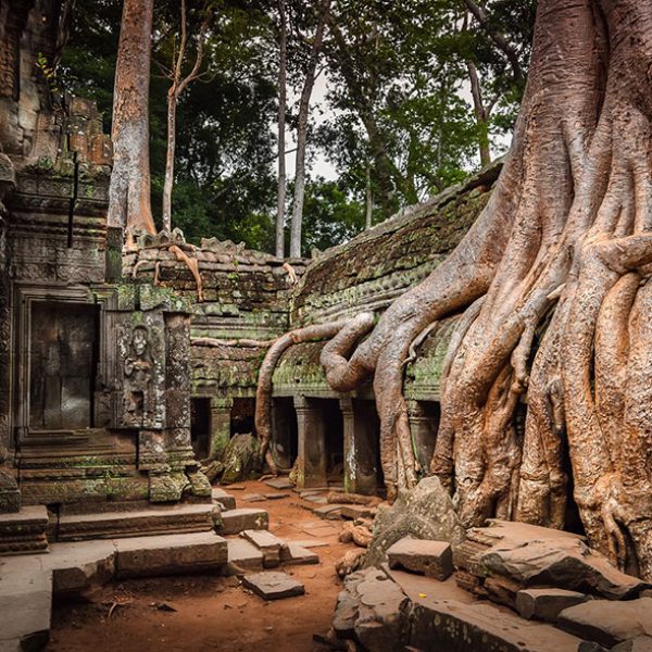 Raizes também abraçaram alguns locais em Angkor, Camboja