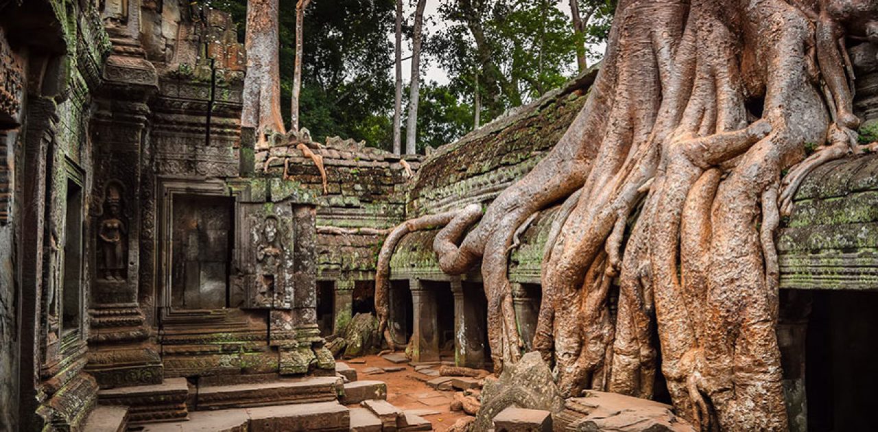 Raizes também abraçaram alguns locais em Angkor, Camboja