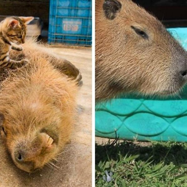 capivara capa