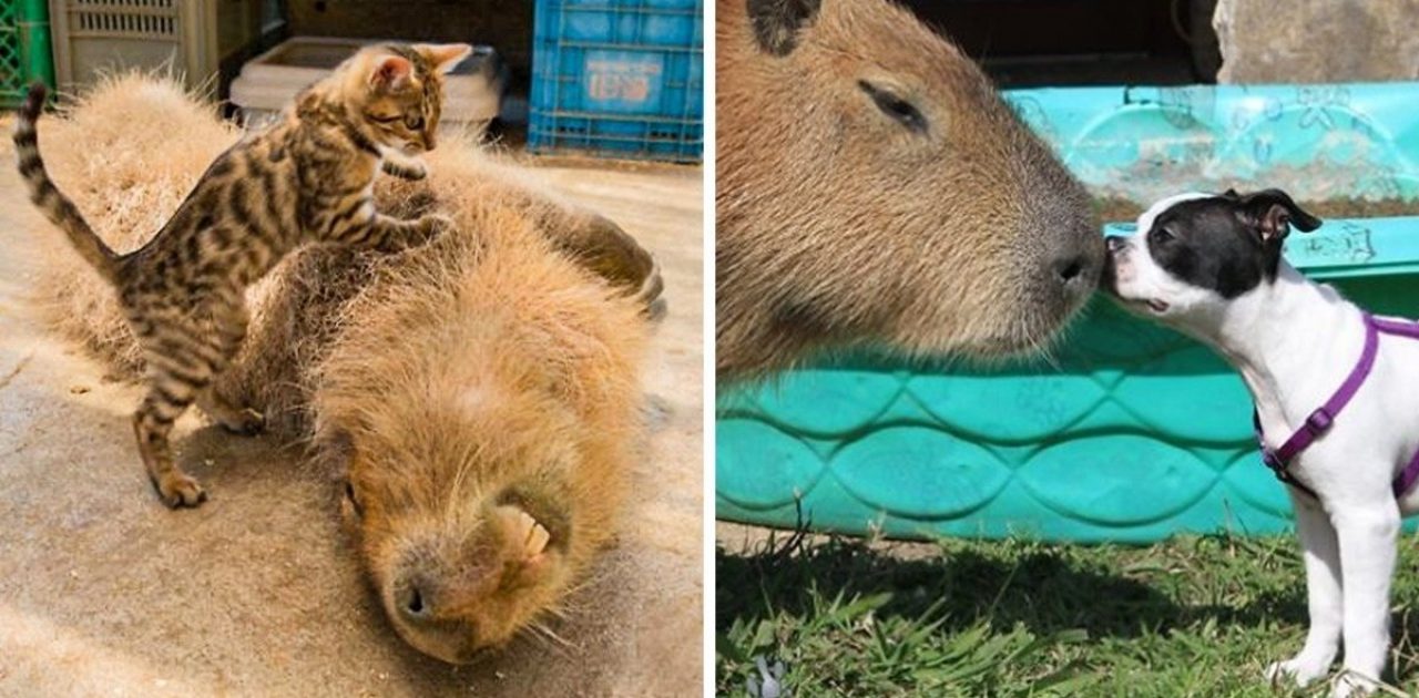 capivara capa