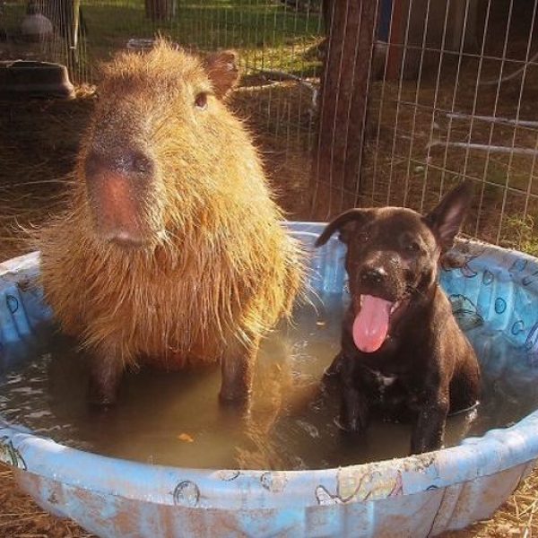 capivara pet 14