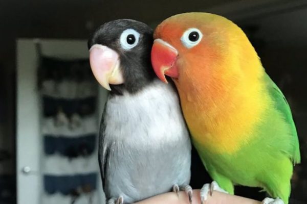 casal de papagaios capa