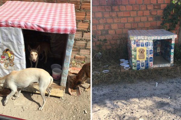 casinhas de cachorro capa