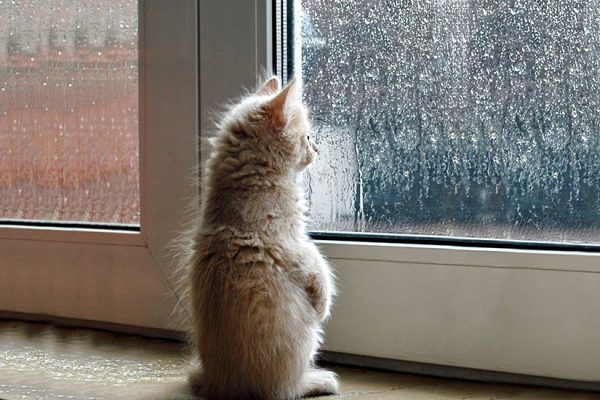 cat-waiting-window-69
