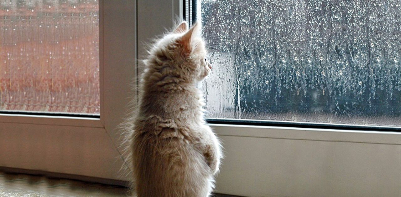 cat-waiting-window-69