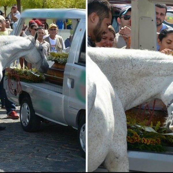 cavalo aflito capa