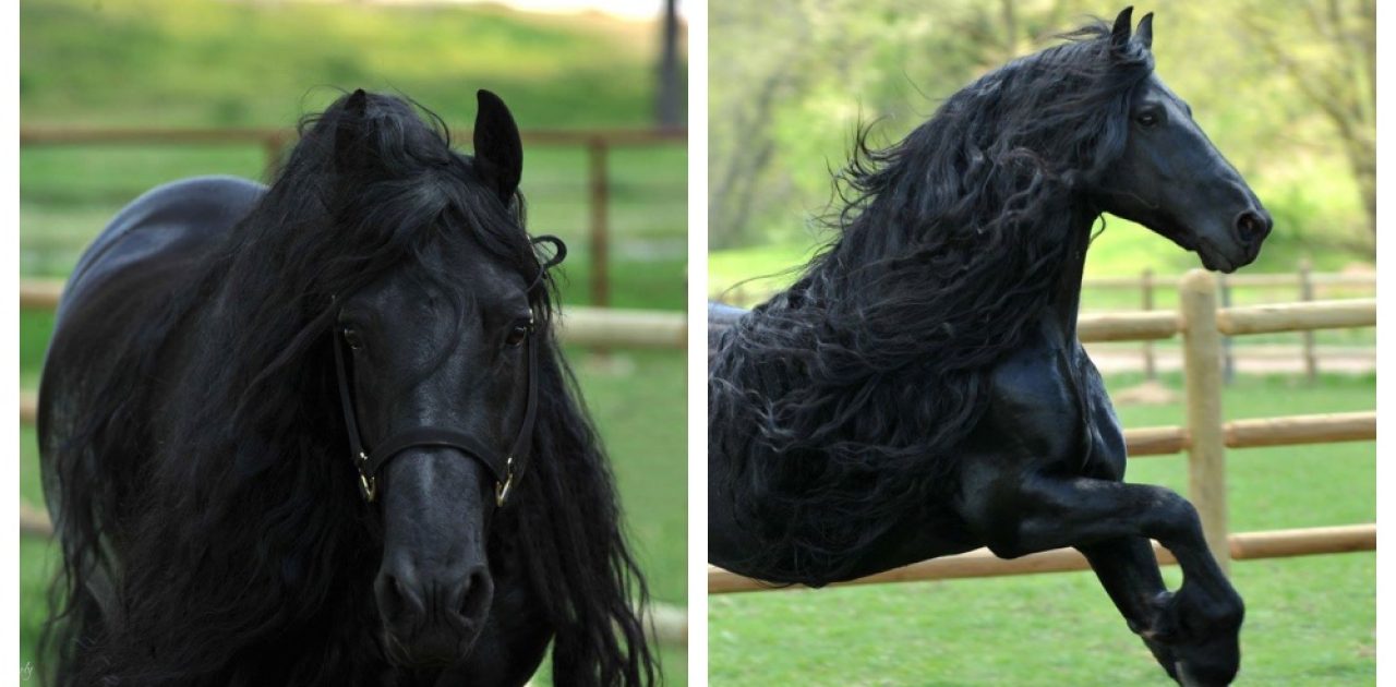cavalo bonito 01