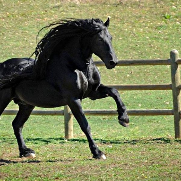 cavalo bonito 02