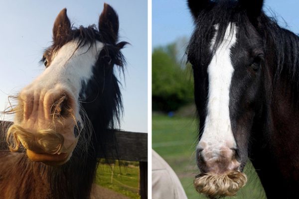 cavalo com bigode capa