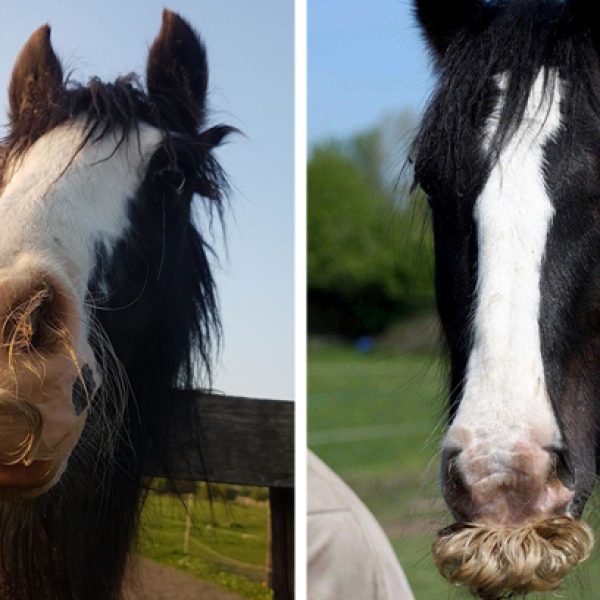 cavalo com bigode capa