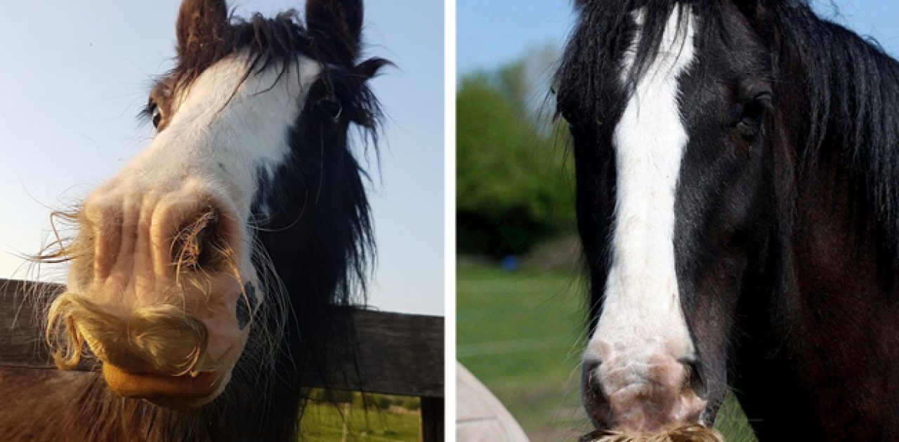 cavalo com bigode capa