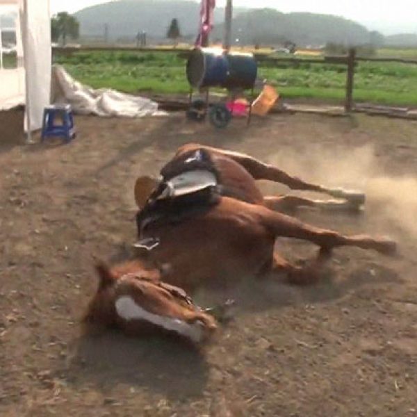 cavalo dramático 01
