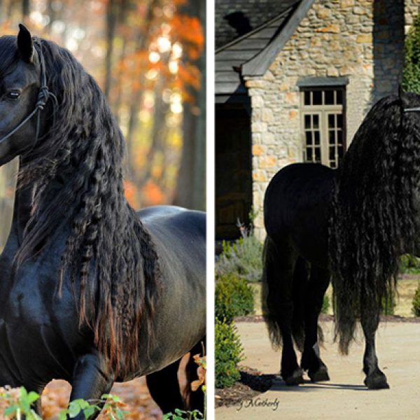 cavalo negro capa