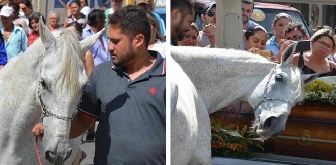 cavalo triste capa