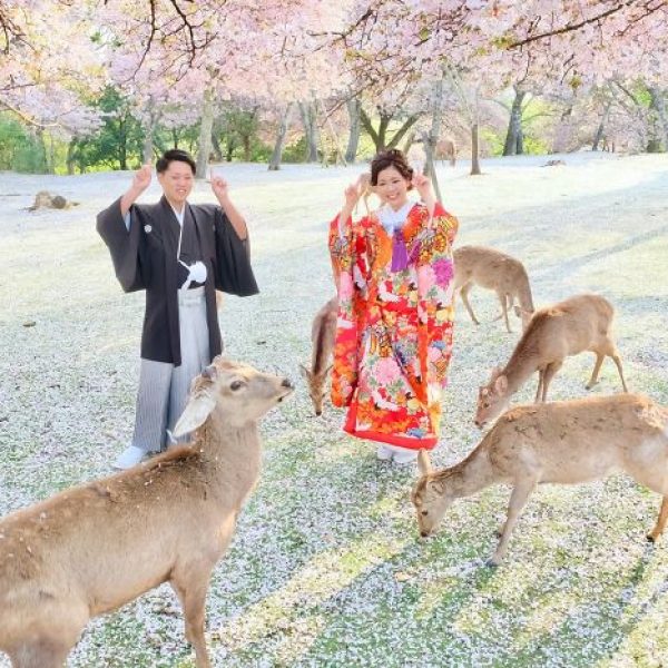 cervos no Japão 01