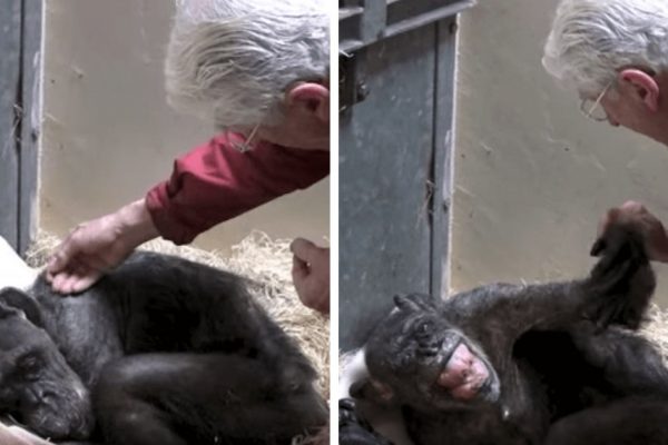 chimpanzé sem comer capa