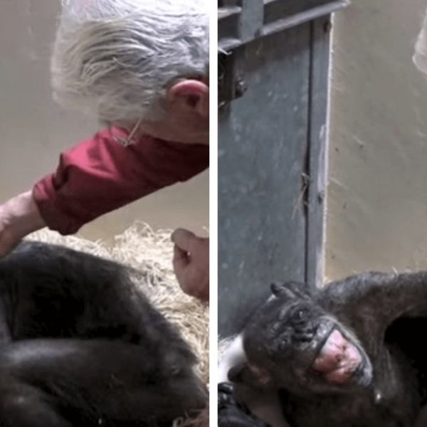 chimpanzé sem comer capa