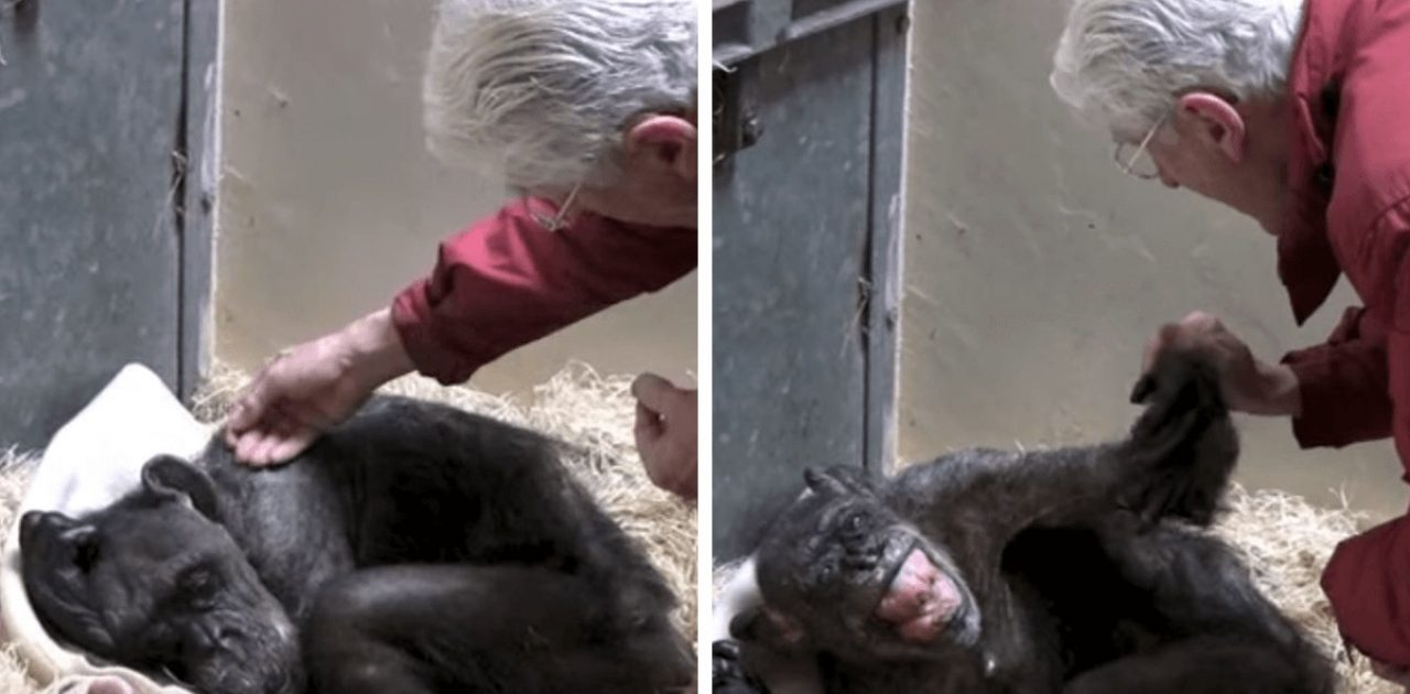 chimpanzé sem comer capa