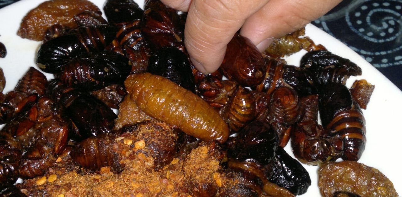 china_gourmet_insetos_37