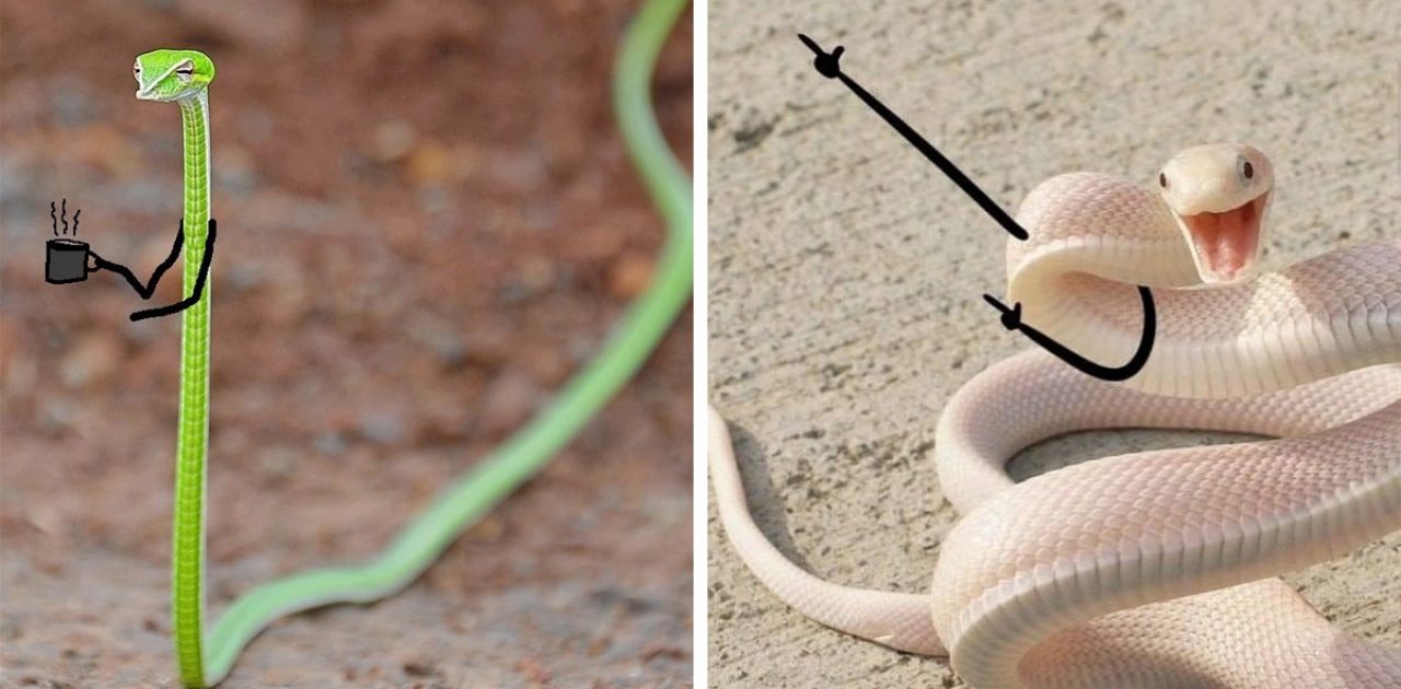 cobra com mãos capa