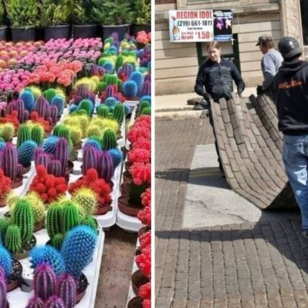coisas para se ver capa