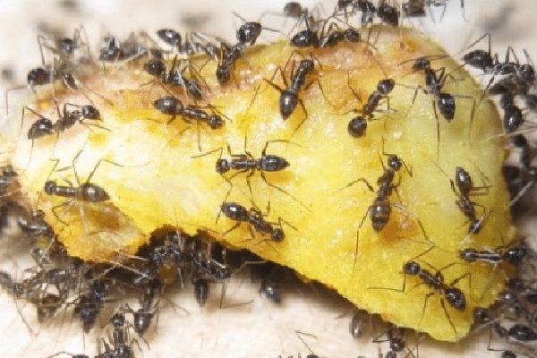 comer formigas capa
