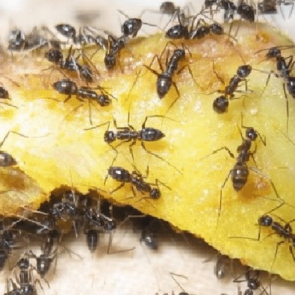 comer formigas capa