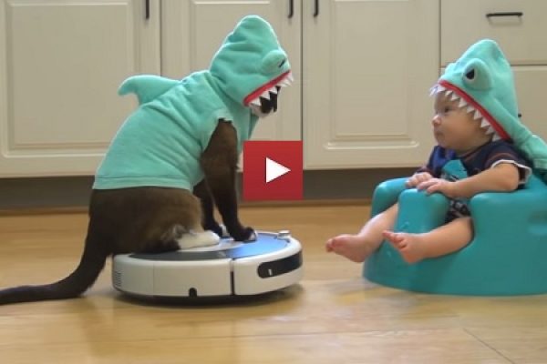 cool-shark-cat-on-roomba-entertains-adorable-shark-baby-i-cant-tell-who-is-cuter