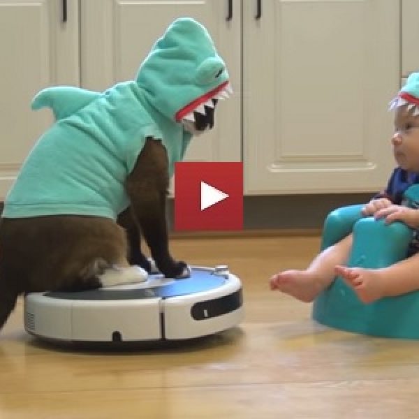 cool-shark-cat-on-roomba-entertains-adorable-shark-baby-i-cant-tell-who-is-cuter