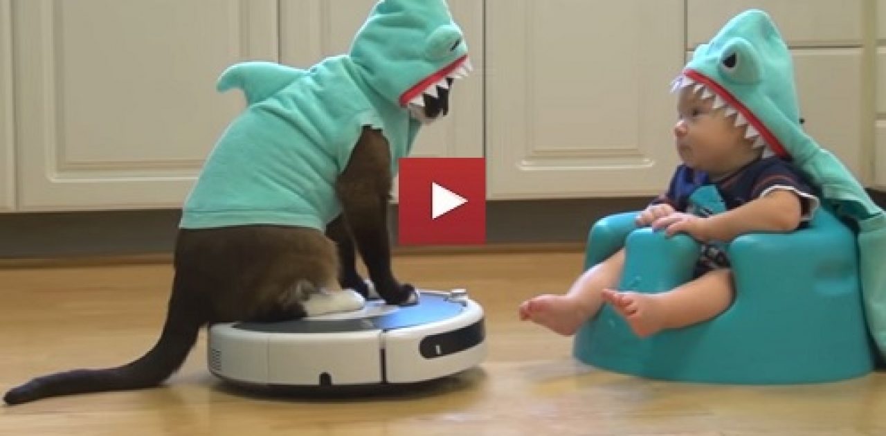 cool-shark-cat-on-roomba-entertains-adorable-shark-baby-i-cant-tell-who-is-cuter