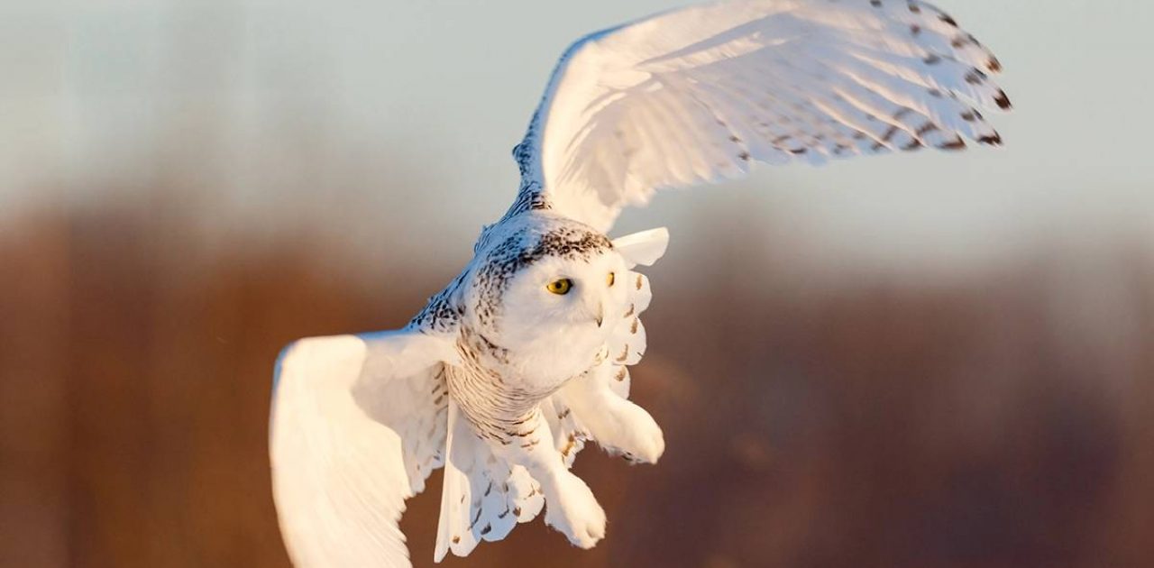 coruja de neve capa