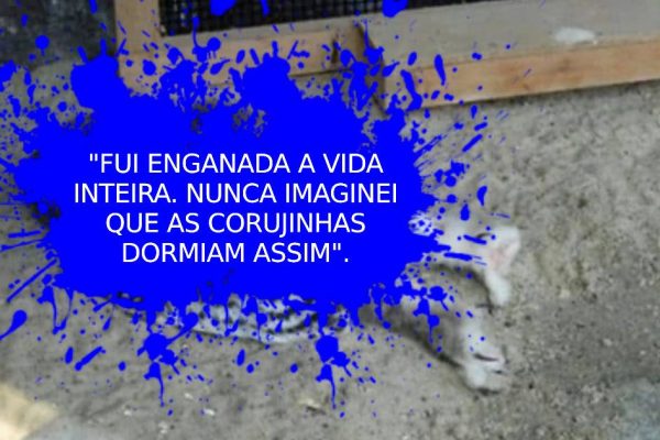 coruja dormindo capa