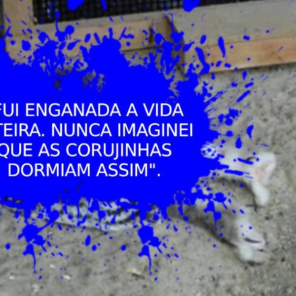 coruja dormindo capa