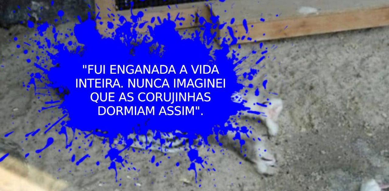 coruja dormindo capa