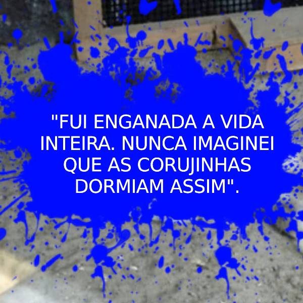coruja dormindo mobile