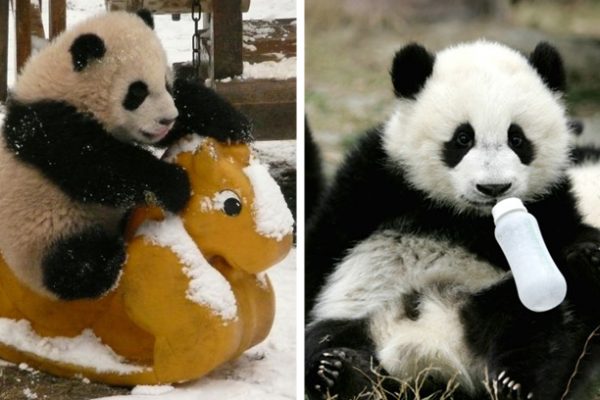 creche de pandas capa