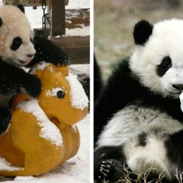 creche de pandas capa