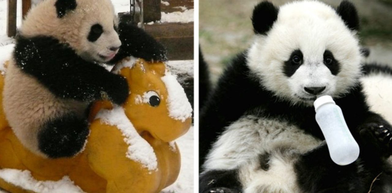 creche de pandas capa