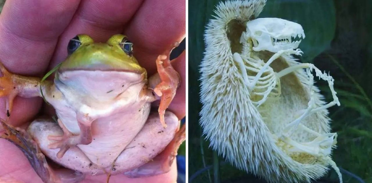 criaturas assustadoras capa