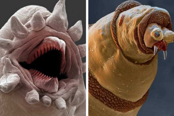 criaturas microscópicas capa