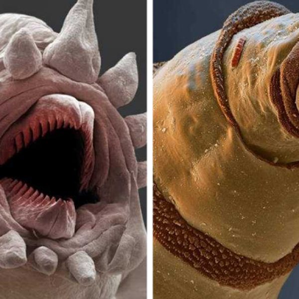 criaturas microscópicas capa