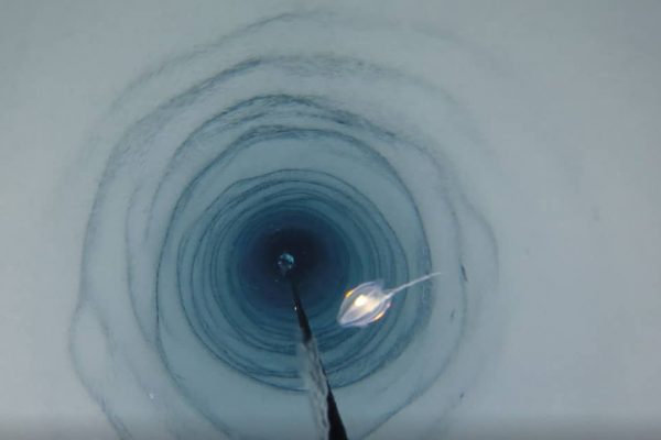 criaturas na Antártica capa