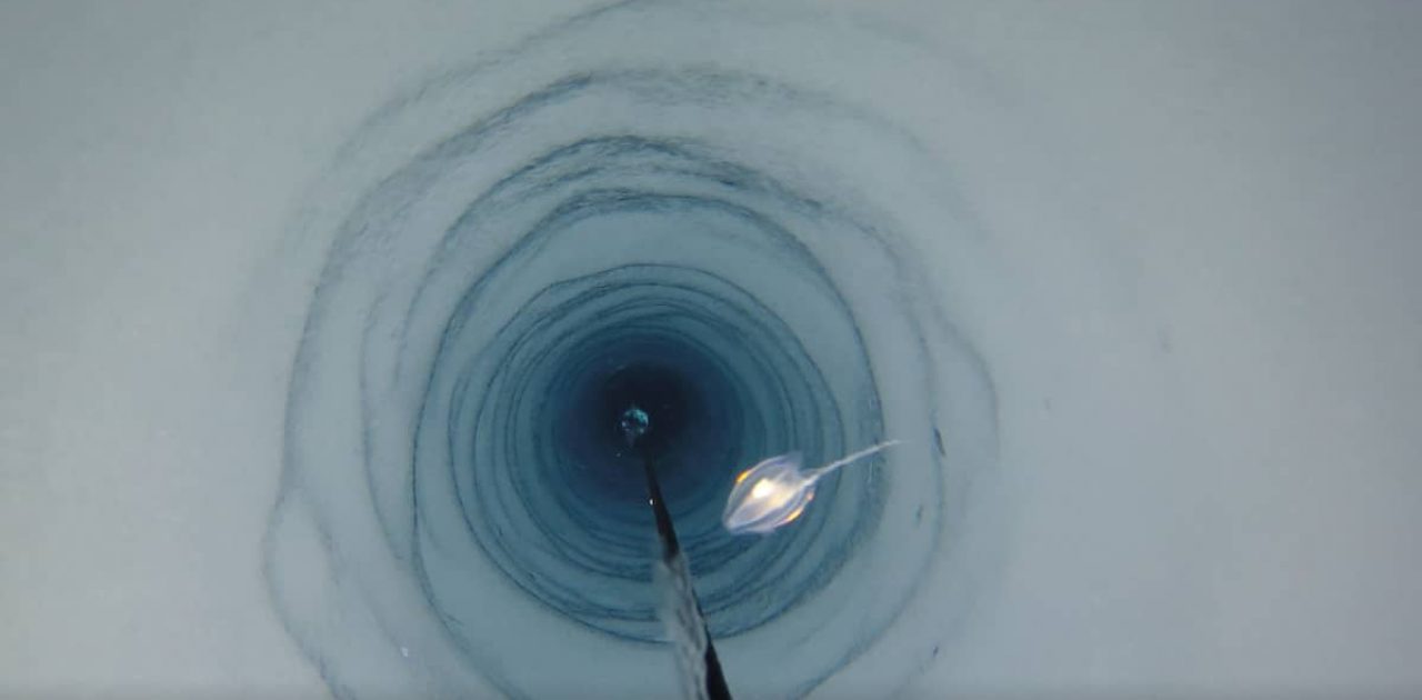 criaturas na Antártica capa