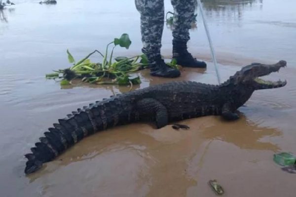 crocodilo em Salvador capa